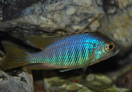 Placidochromis sp. 'jalo'