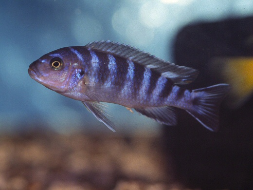 Pseudotropheus sp. 'demasoni mozambique'