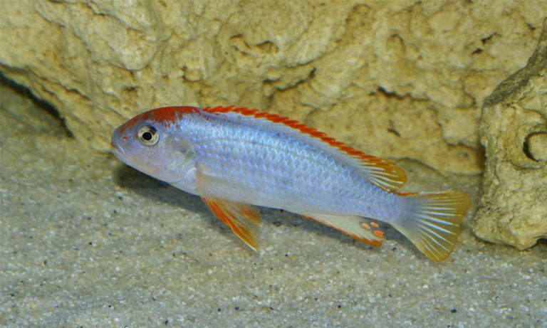 Pseudotropheus sp. 'perspicax orange cap' Foto: Mikael Oscarsson