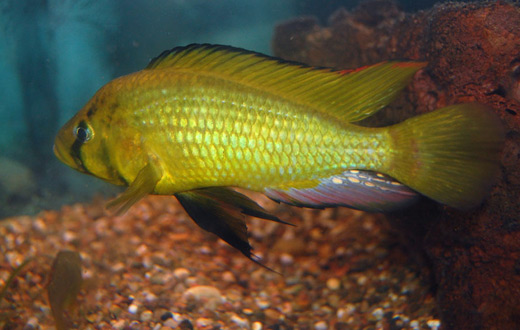 Astatoreochromis alluaudi