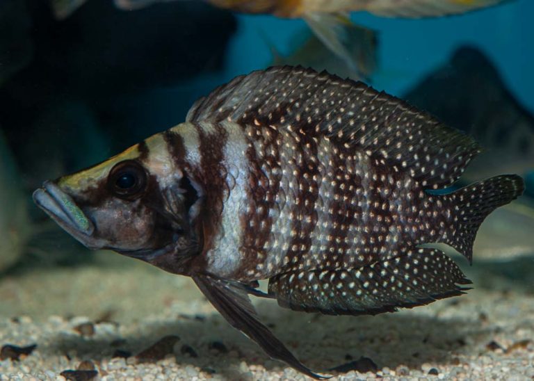 Altolamprologus calvus Foto: Michael Persson