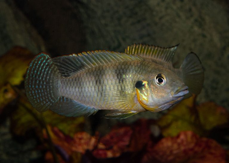 Benitochromis ufermanni Foto: Michael Persson