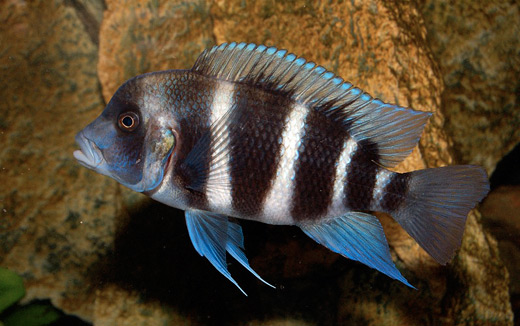 Cyphotilapia frontosa, Mpimbwe