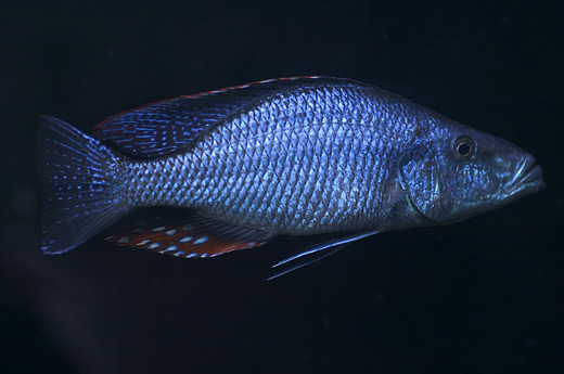 Dimidiochromis compressiceps