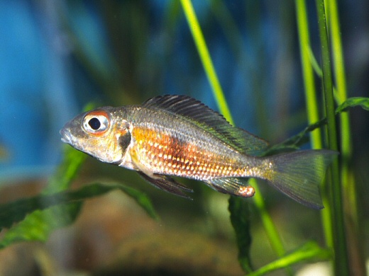 Callochromis macrops Foto: Michael Persson