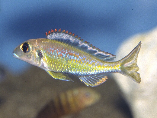 Callochromis pleurospilus Foto: Michael Persson