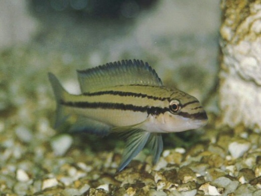 Chalinochromis popelini Foto: Michael Persson