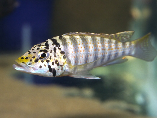 Ctenochromis horei Foto: Michael Persson