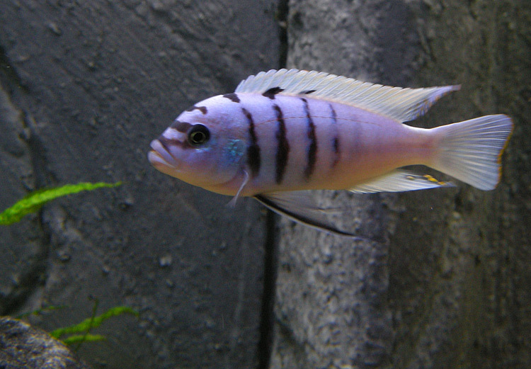 Cynotilapia sp. 'gallireya' Foto: Jim Wennmark