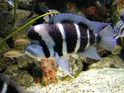 Cyphotilapia frontosa