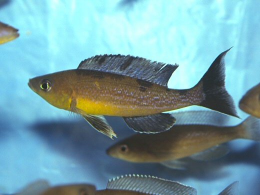 Cyprichromis microlepidotus