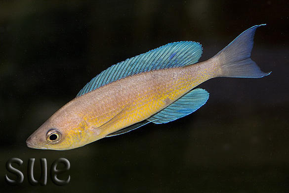 Cyprichromis pavo