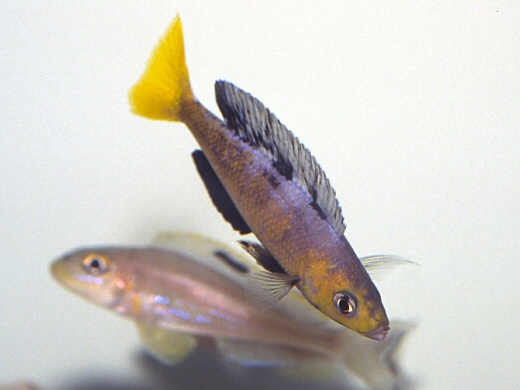Cyprichromis sp. 'leptosoma jumbo' Foto: Michael Persson