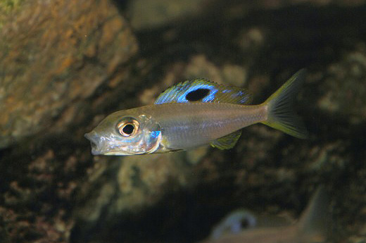 Ectodus sp. 'descampsii ndole' Foto: Frank Nørby