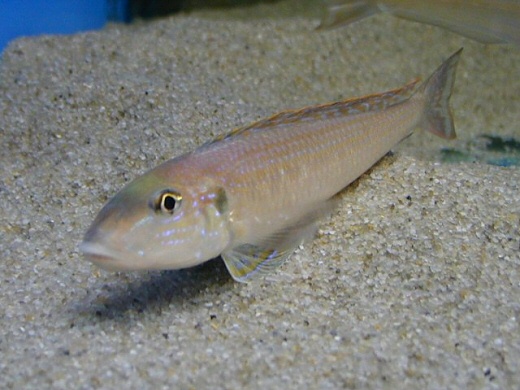 Xenotilapia melanogenys Foto: Michael Persson