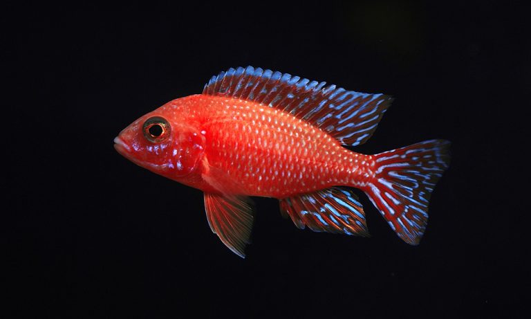 Aulonocara "fire fish"