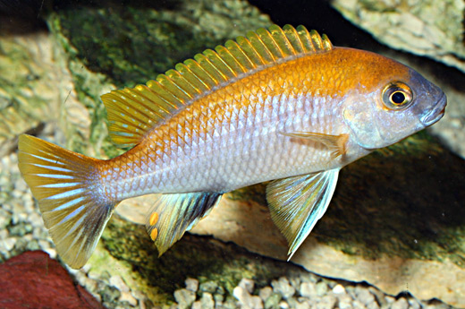 Gephyrochromis lawsi Foto: Kevin Bauman