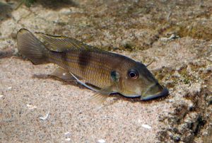 Gnathochromis permaxillaris Foto: Frank Nørby