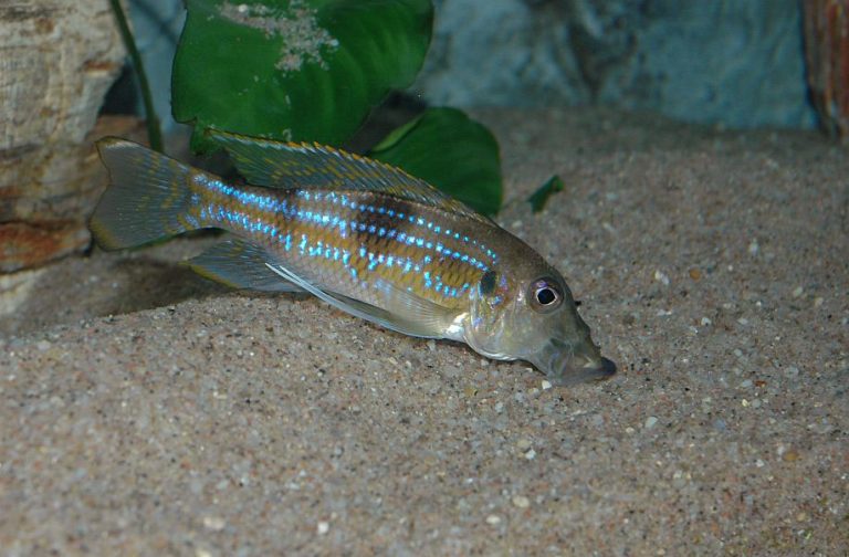Gnathochromis permaxillaris Foto: Thomas Hytting