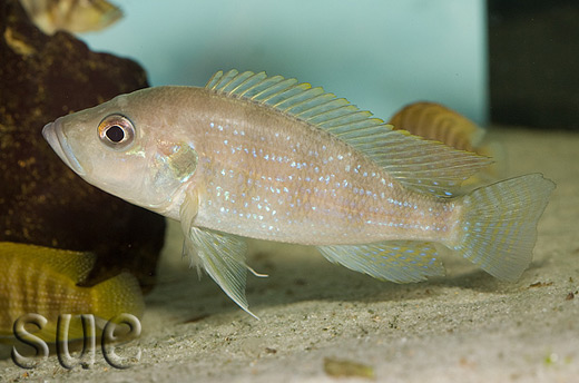 Greenwodochromis chrysti