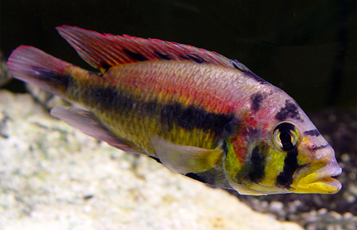 Astatotilapia aeneocolor