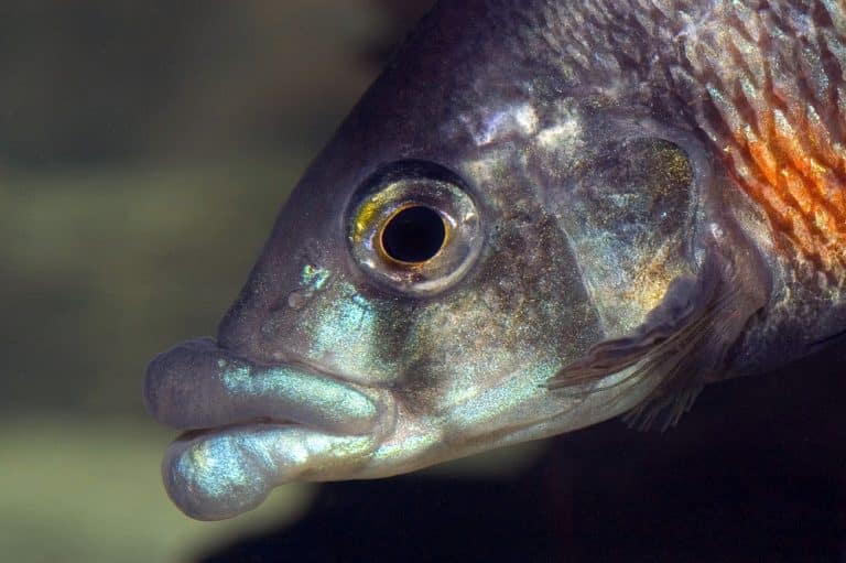 Haplochromis chilotes Foto: Michael Persson