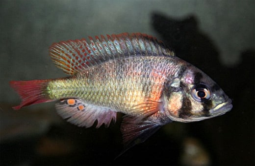 Haplochromis limax Foto: Kjell Begby