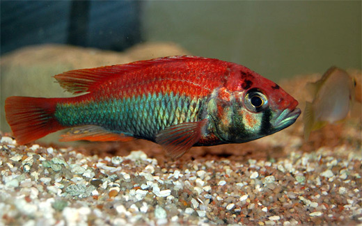 Haplochromis sp. "ruby green"