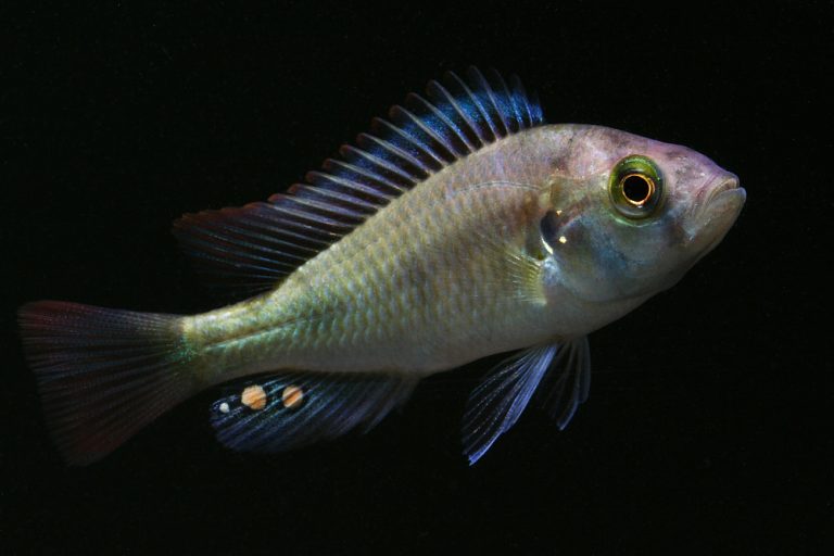 Haplochromis sp. "ruby green" Foto: Patrick Eriksson