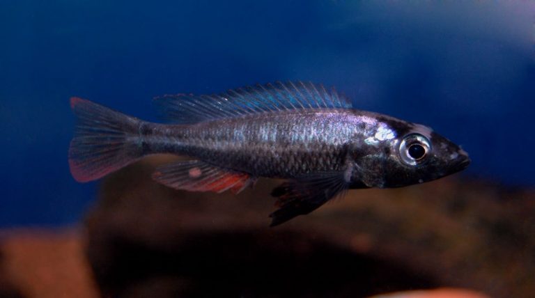 Haplochromis thereuterion Foto: Josefin Borglin