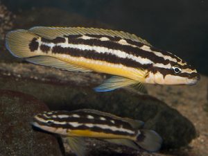 Julidochromis ornatus