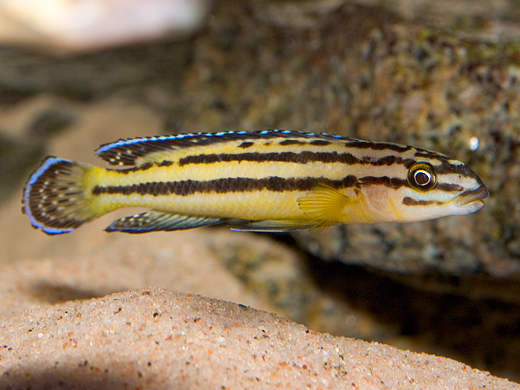 Julidochromis marksmithi