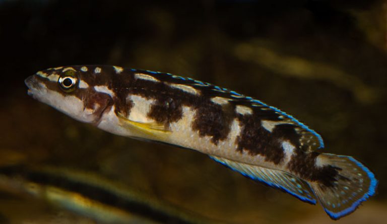 Julidochromis transcriptus Foto: Michael Persson