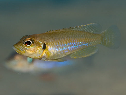 'Lamprologus' ocellatus