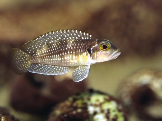 'Lamprologus' stappersi Foto: Michael Persson