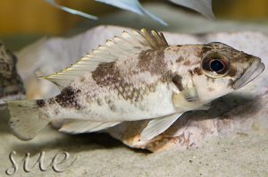 'Lamprologus' lemairii Foto: Magdalena Kwolek-Mirek