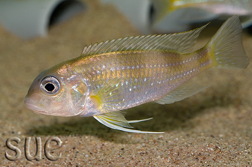 Limnochromis auritus Foto: Magdalena Kwolek-Mirek