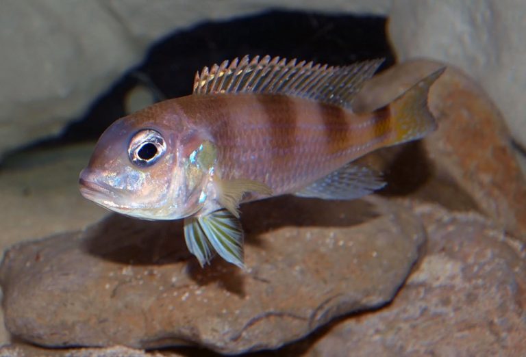 Limnochromis auritus Foto: Stefan Larsson