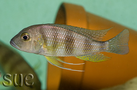 Greenwoodochromis staneri Foto: Magdalena Kwolek-Mirek