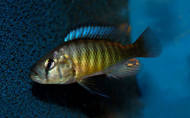 Lipochromis melanopterus