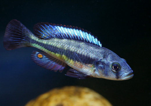 Lipochromis sp. 'matumbi hunter' Foto: Patrick Eriksson