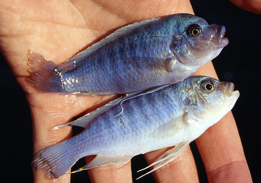 Metriaclima estherae och Metriaclima nkhunguensis Foto: Kjell Fohrman