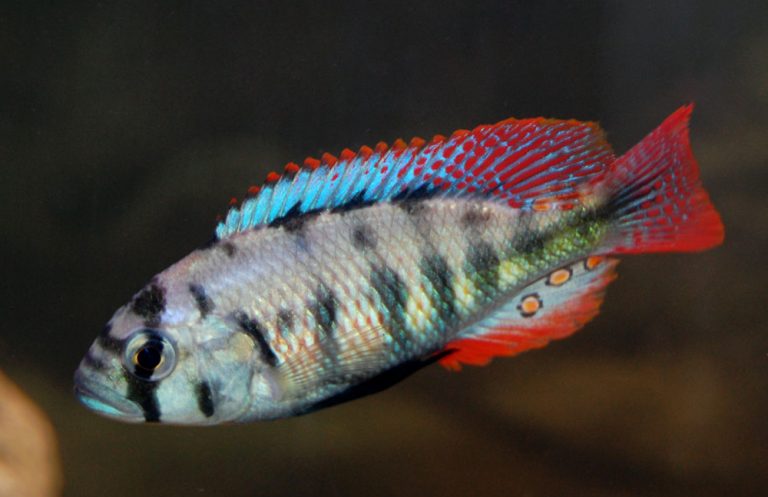 Neochromis nigricans Foto: Albin Ekenberg