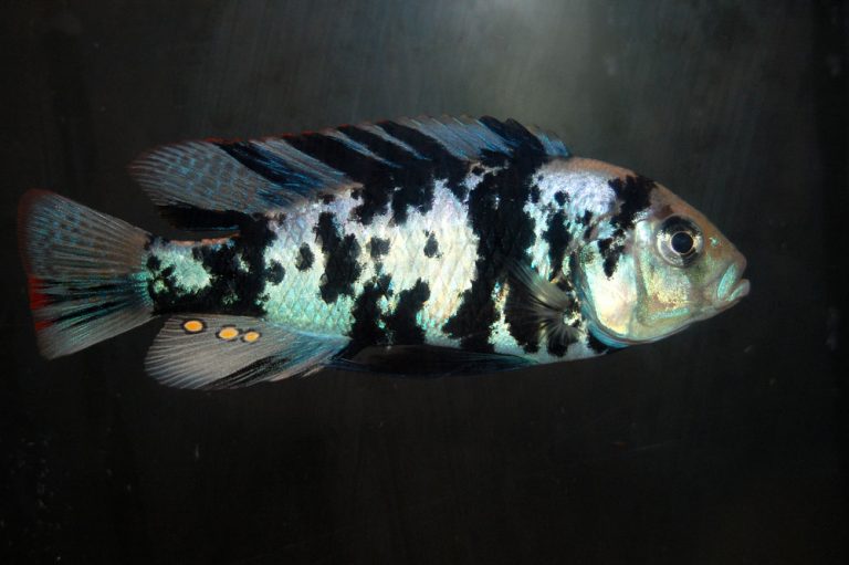 Neochromis omnicaeruleus Foto: Albin Ekenberg