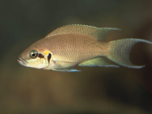 Neolamprologus brichardi