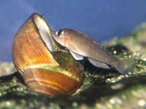 Neolamprologus kungweensis