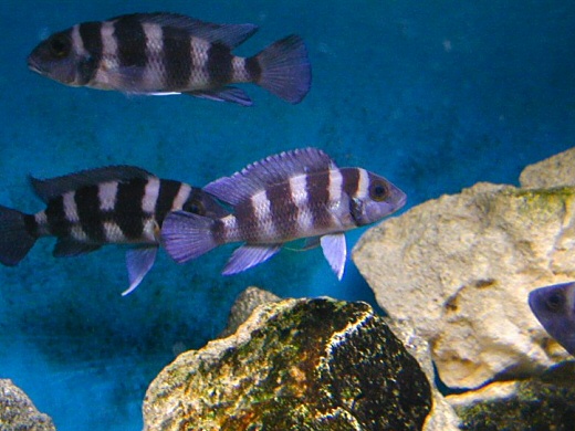 Neolamprologus tretocephalus