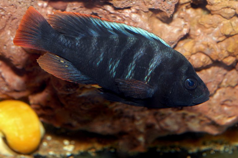 Pundamilia sp. 'crimson tide' Foto: Michael Persson