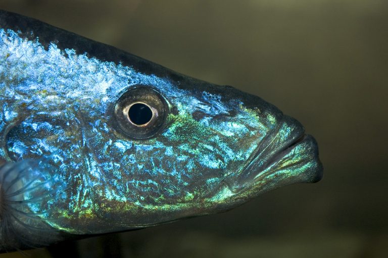 Dimidiochromis compressiceps Foto: Michael Persson
