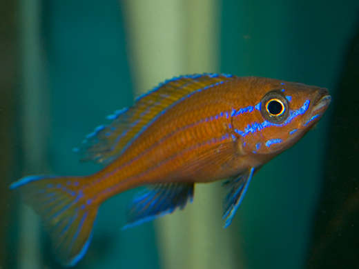 Paracyprichromis nigripinnis Foto: Michael Persson